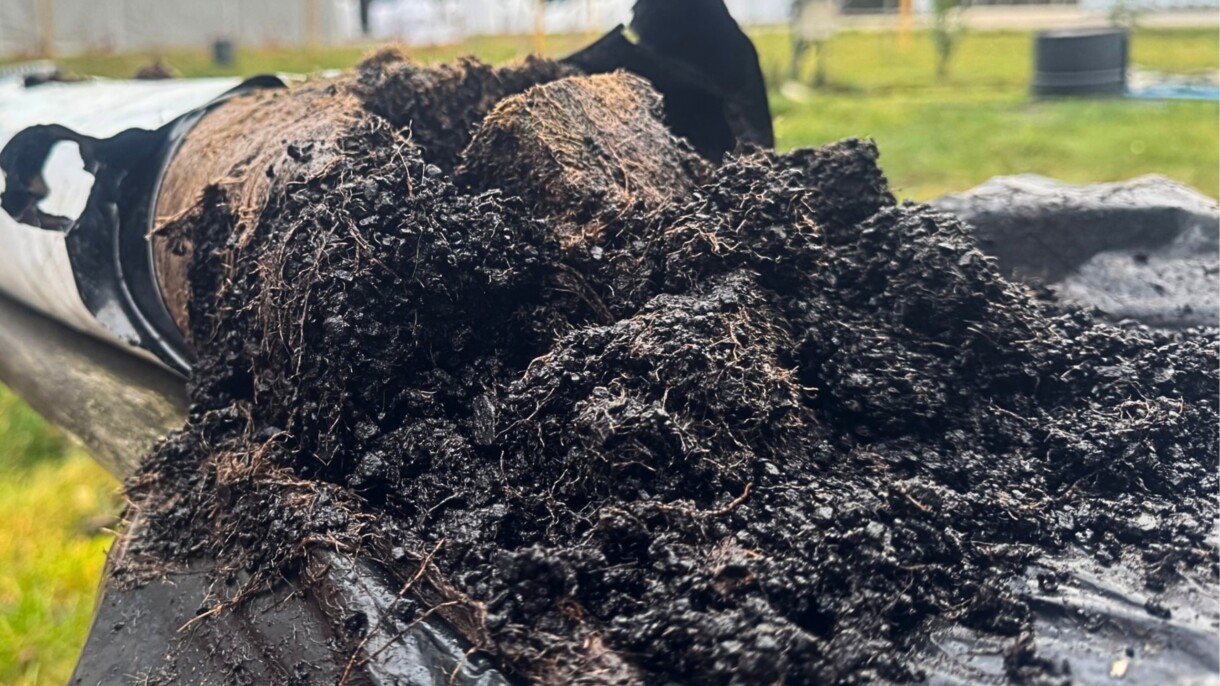 Wnętrze maty Carbomat (fot. Carbohort), węgiel brunatny po uprawie, przerośnięty korzeniami
