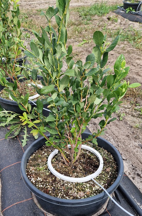 System NetBow w uprawie borówki wysokiej w donicy – równomierne nawadnianie i fertygacja