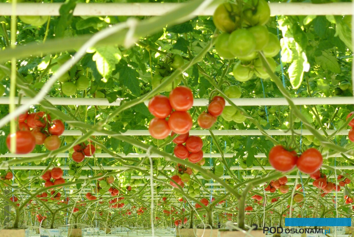 Pomidory szklarniowe, grona pomidora na roślinach, fot. A. Wize