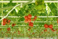 Pomidory szklarniowe, grona pomidora na roślinach, fot. A. Wize