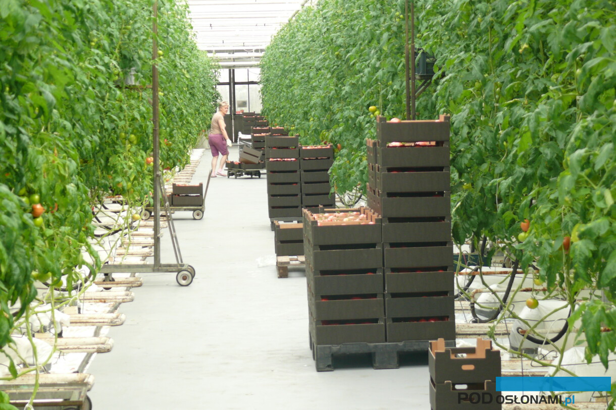 Zbiór pomidorów szklarniowych, pomidory w skrzynkach kartonowych (fot. A. Wize)