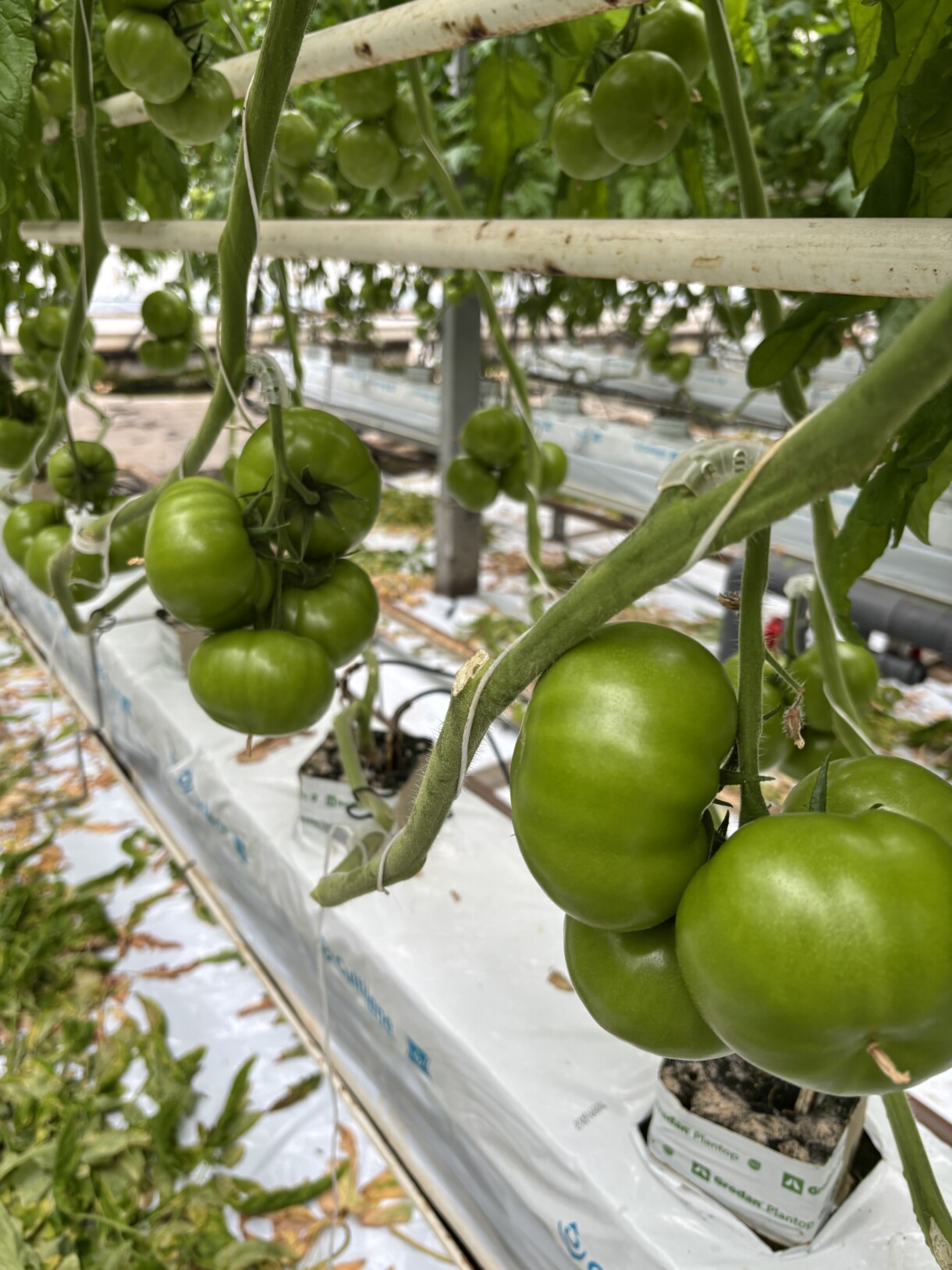 Pomidor malinowy Teganuma RZ (fot, Rijk Zwaan), pomidor wielkoowocowy, grono pomidorów