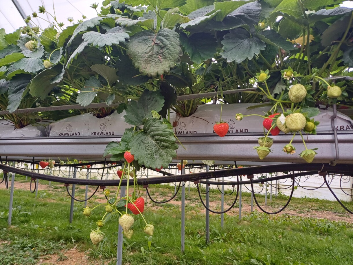 System fertygacji w uprawie truskawki w tunelu – kroplowniki z wężykiem w rynnach zapewniają precyzyjne nawadnianie