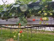 System fertygacji w uprawie truskawki w tunelu – kroplowniki z wężykiem w rynnach zapewniają precyzyjne nawadnianie