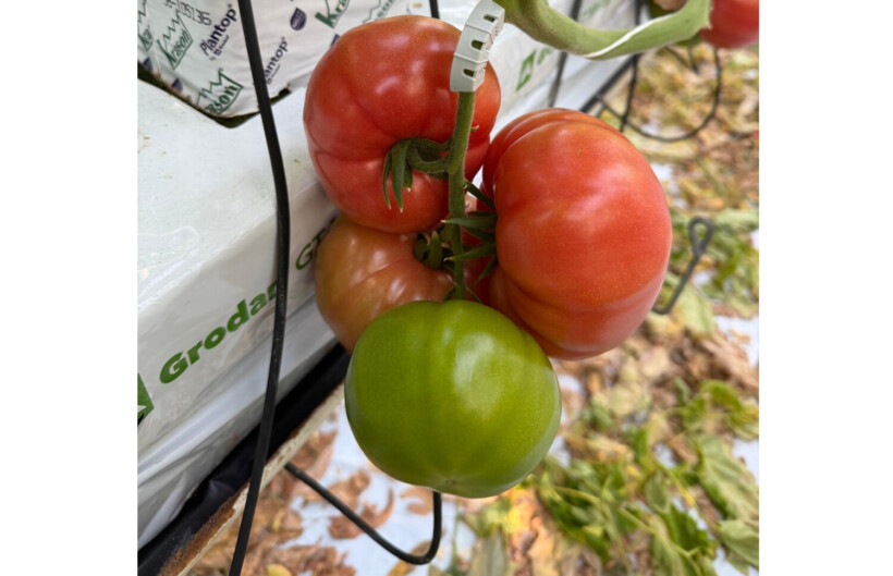 Pomidor malinowy Teganuma RZ (fot, Rijk Zwaan), pomidor wielkoowocowy, grono pomidorów