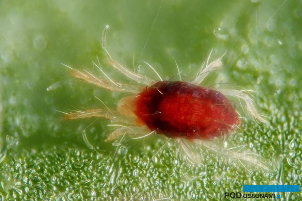 czerwony pajączek, przędziorek szklarniowy, przędziorek chmielowiec