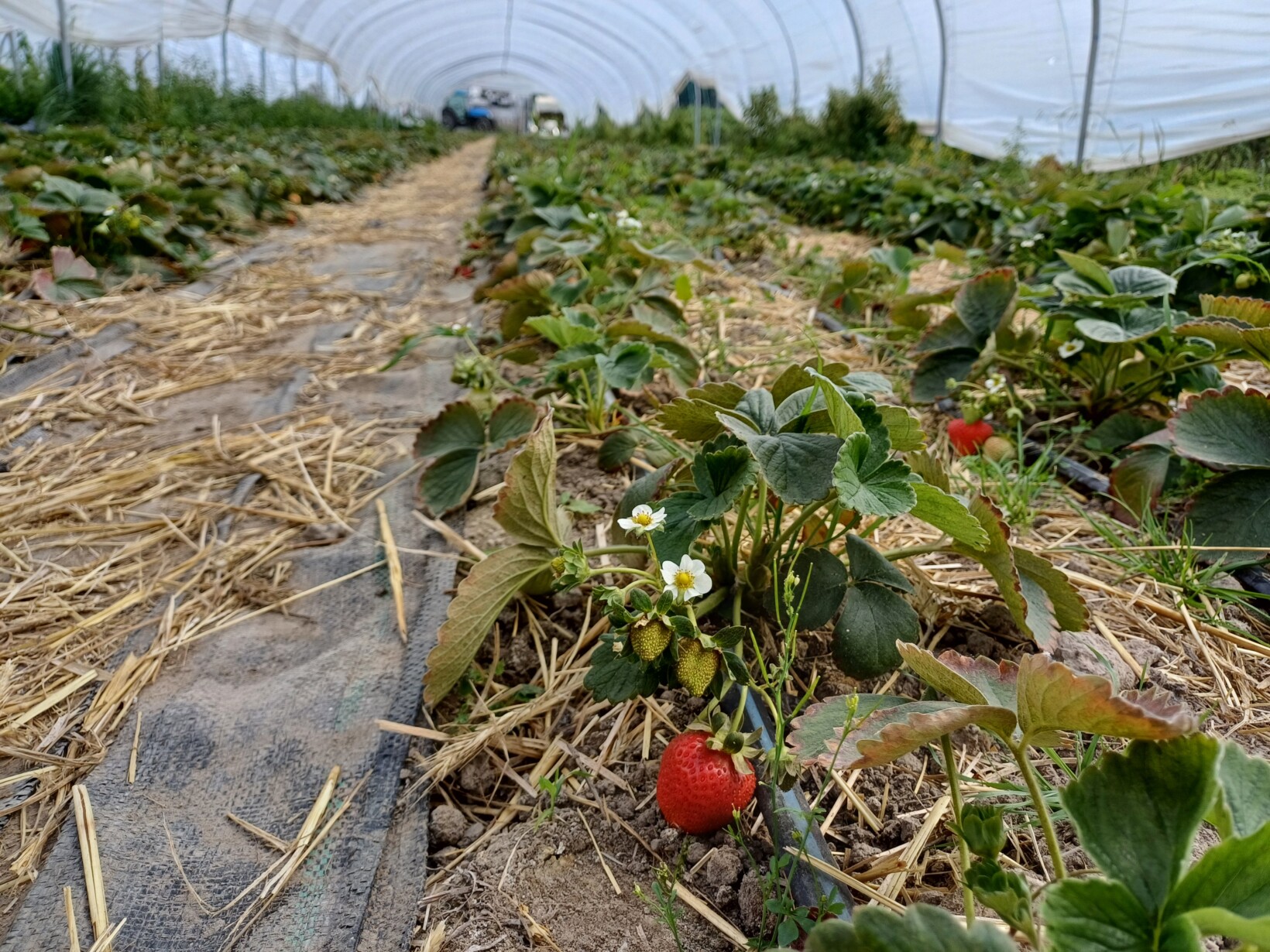 System fertygacji w uprawie truskawki w tunelu – kroplowniki z wężykiem w rynnach zapewniają precyzyjne nawadnianie