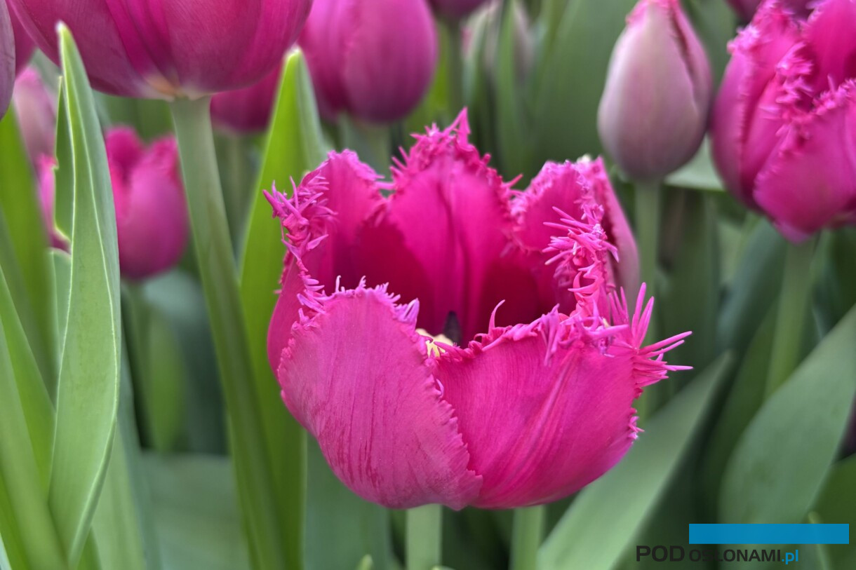 Tulip Trade Event 2026