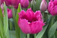 Tulip Trade Event 2026