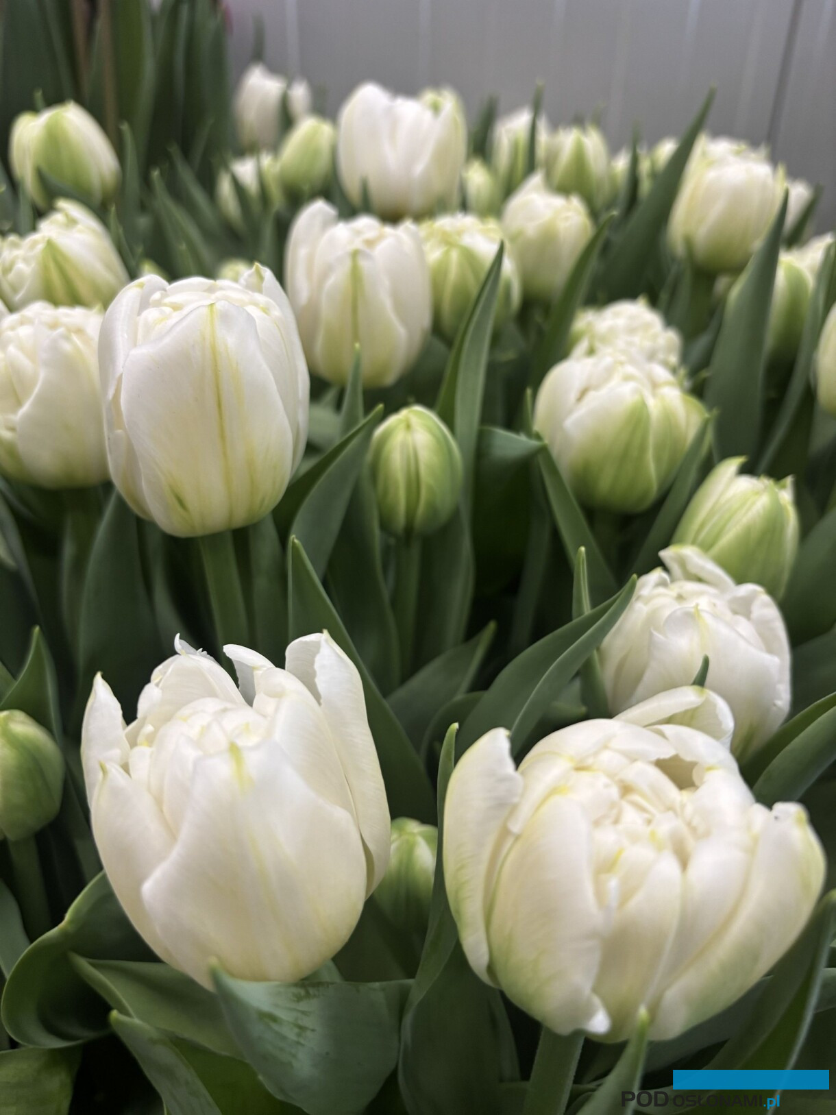 tulipanowe hity_Tulip Trade Event 2026