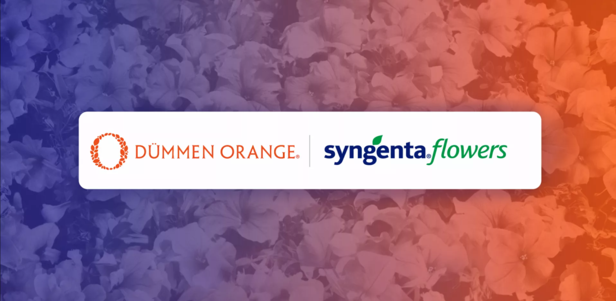 Syngenta Flowers i Dummen Orange, połączenie