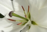 Dutch Lily Days 2026