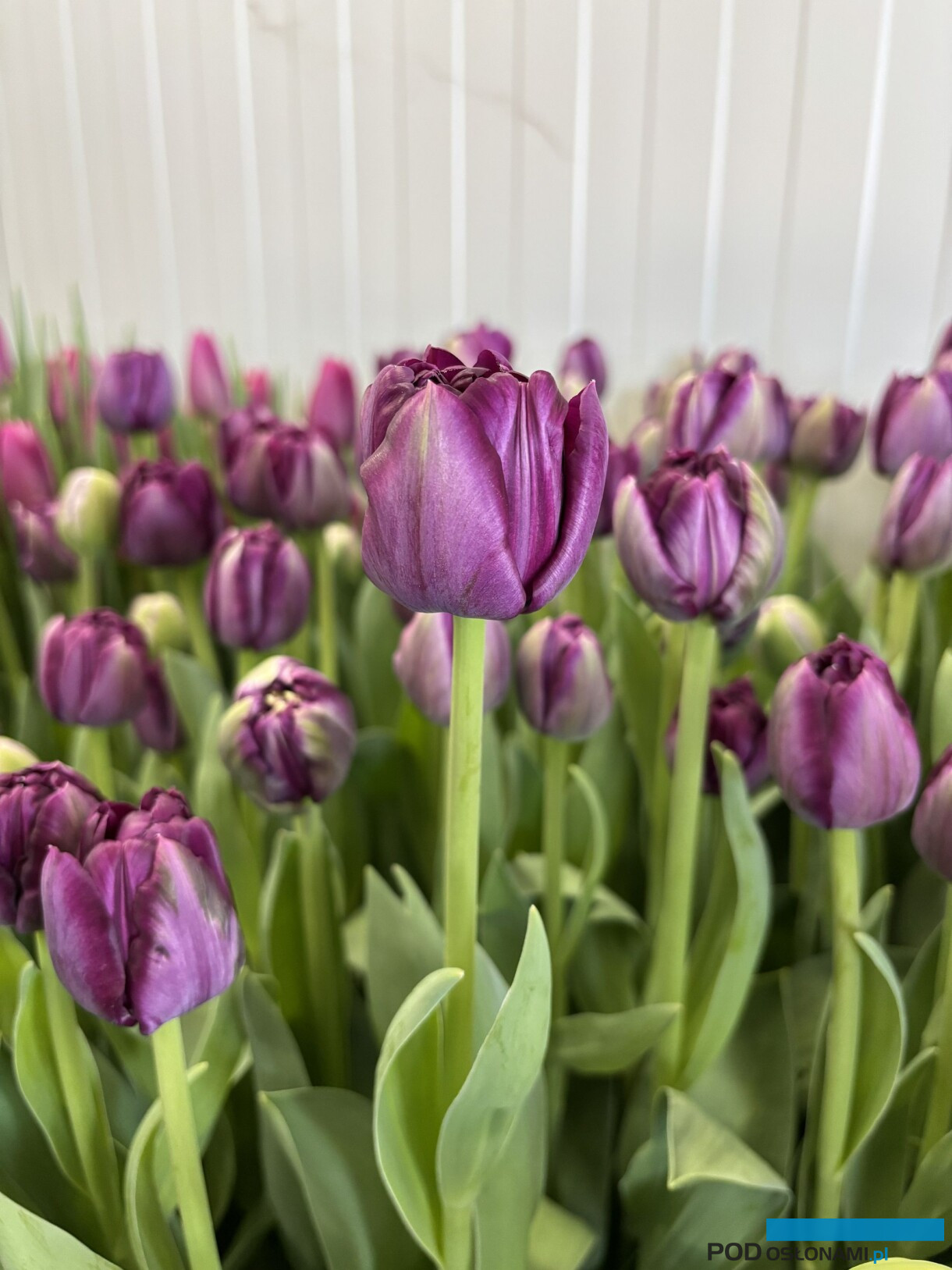 tulipanowe hity_Tulip Trade Event 2026