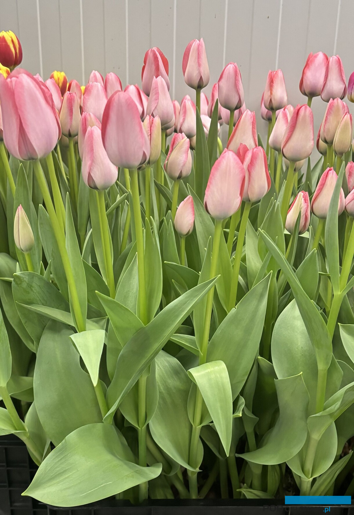 tulipanowe hity_Tulip Trade Event 2026