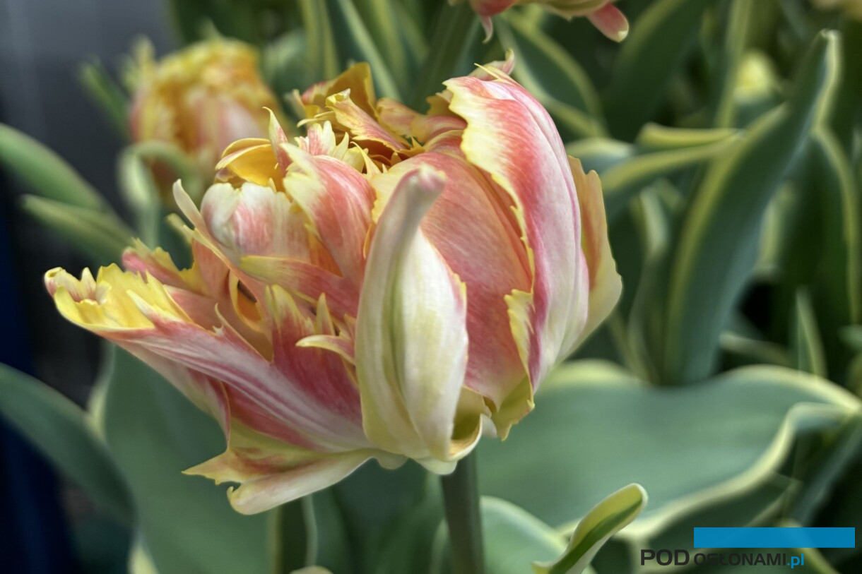 Tulipanowe hity _ Tulip Trade Event 2026