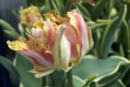 Tulipanowe hity _ Tulip Trade Event 2026