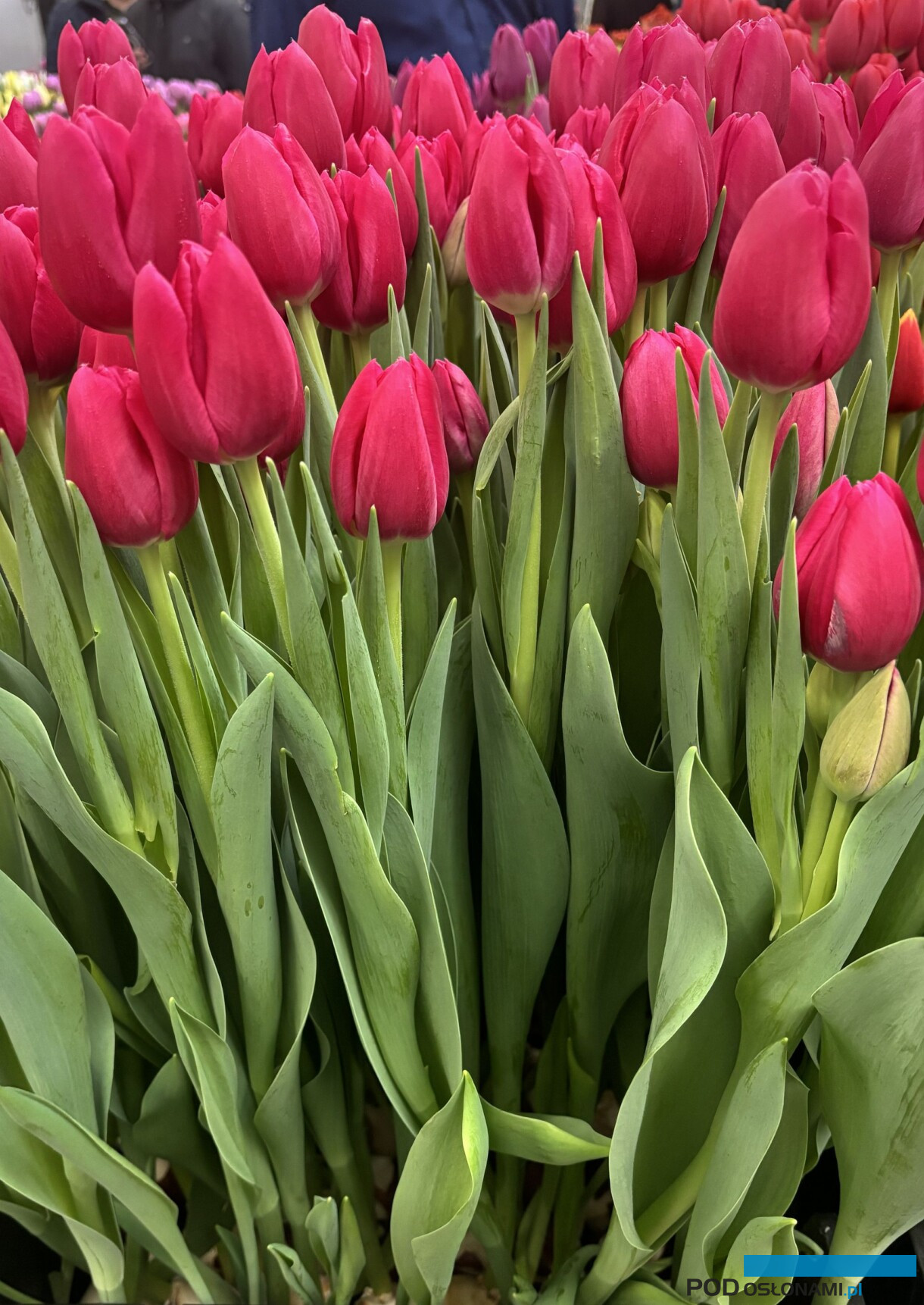 tulipanowe hity_Tulip Trade Event 2026