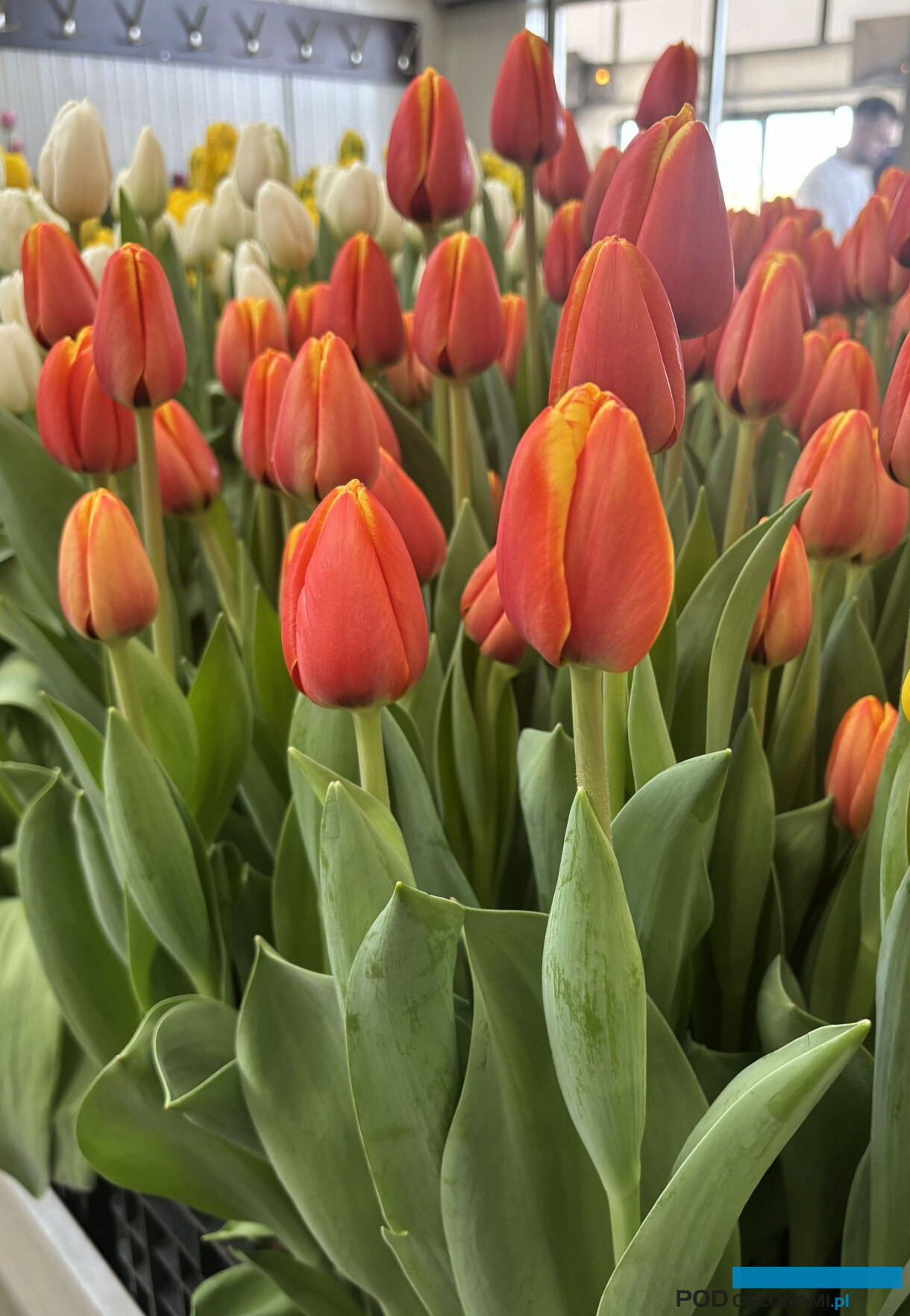 tulipanowe hity_Tulip Trade Event 2026