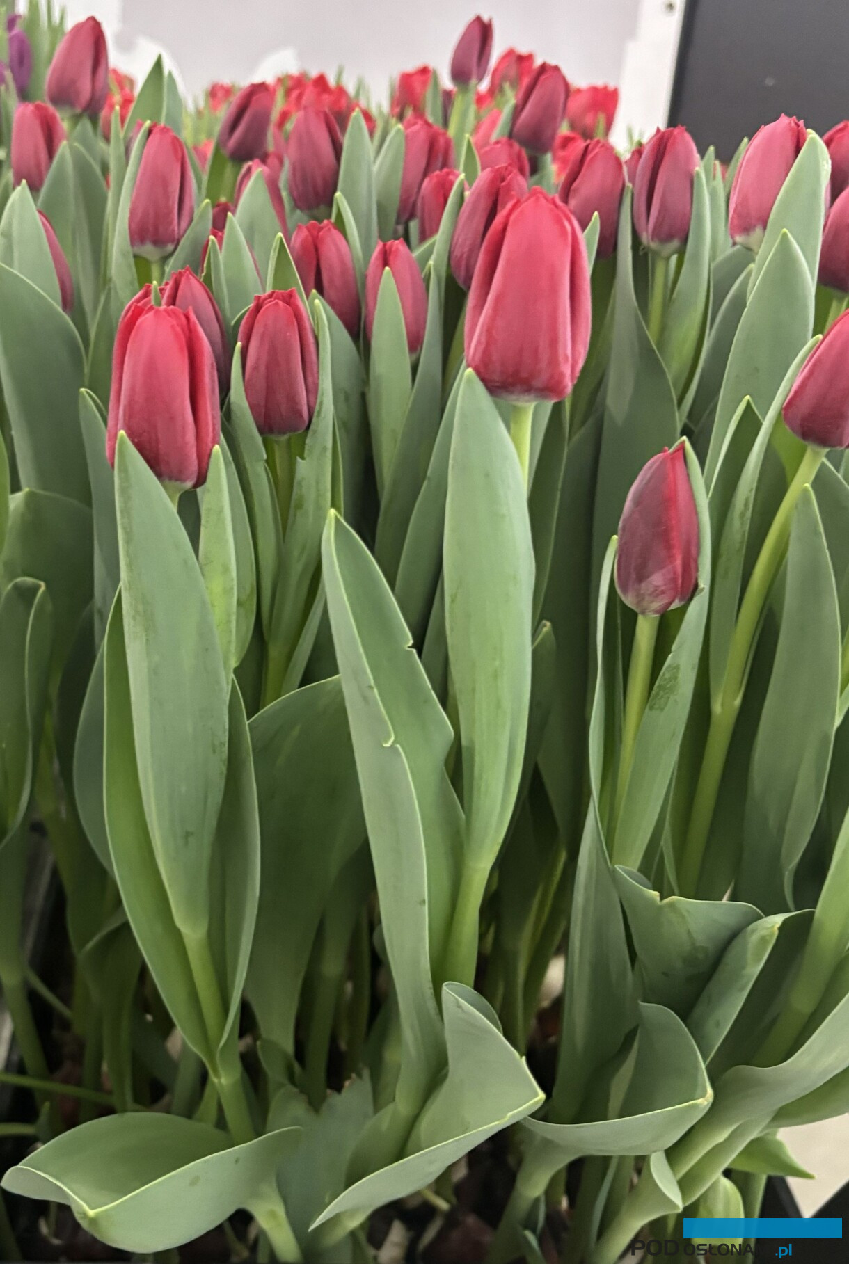 tulipanowe hity_Tulip Trade Event 2026