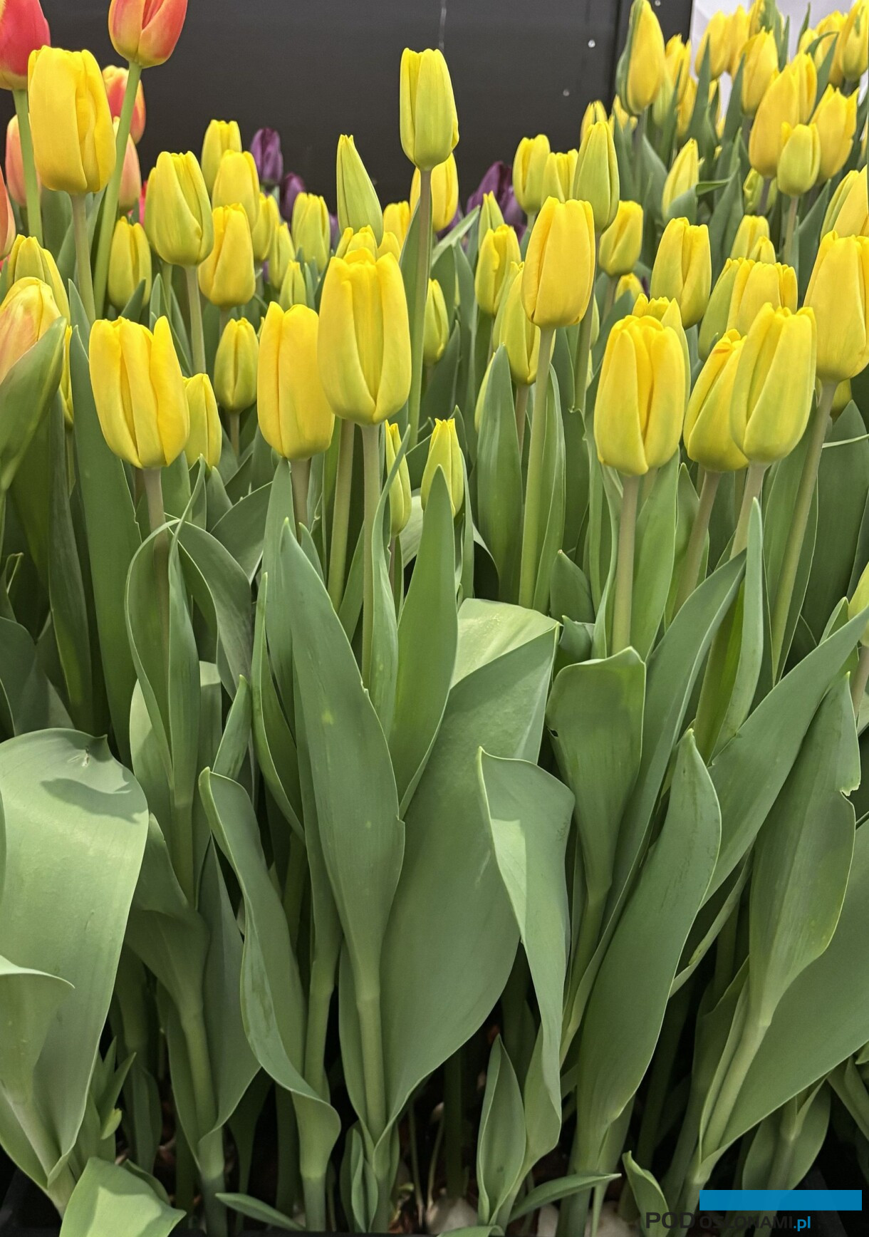 tulipanowe hity_Tulip Trade Event 2026
