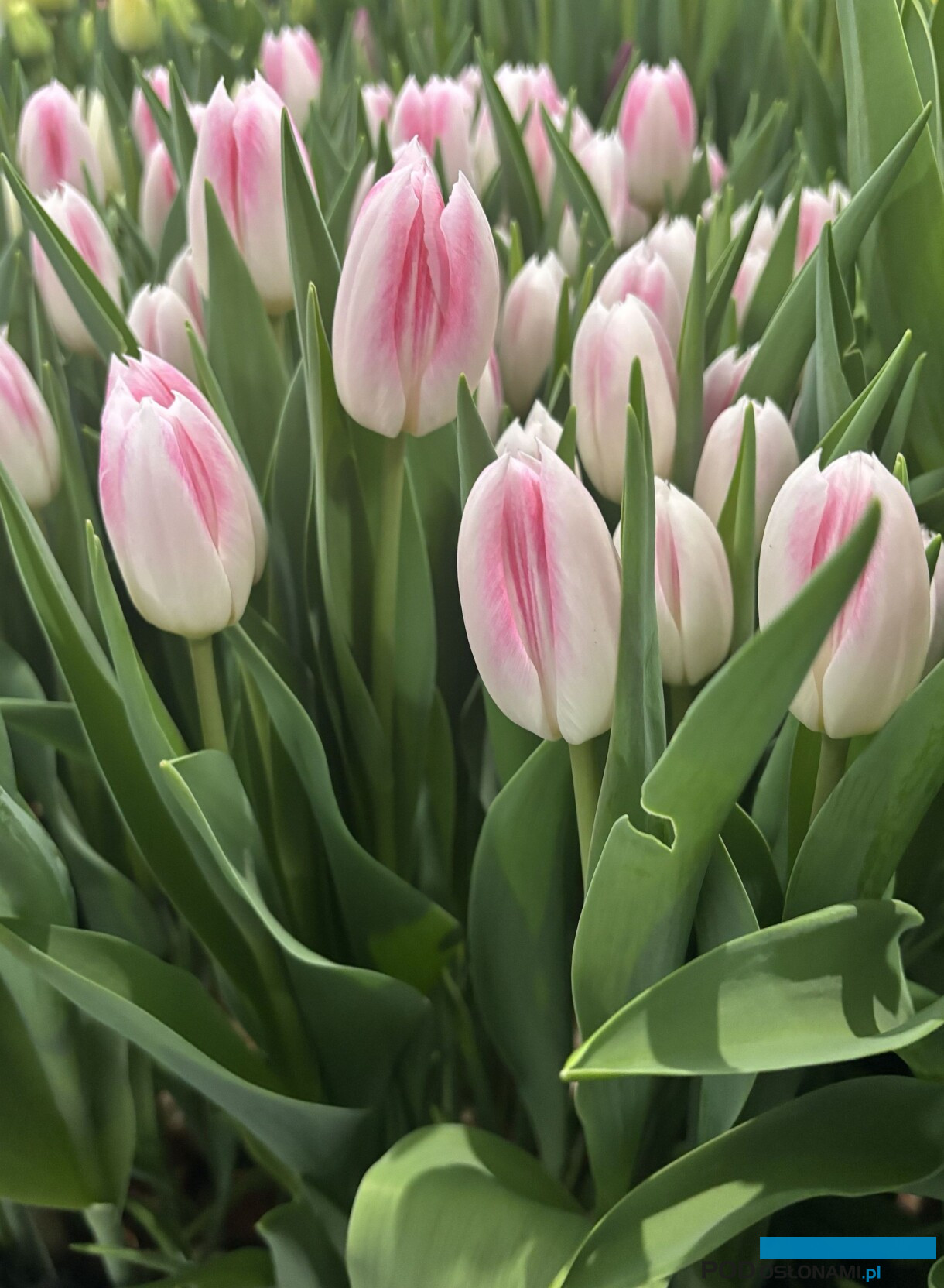 tulipanowe hity_Tulip Trade Event 2026