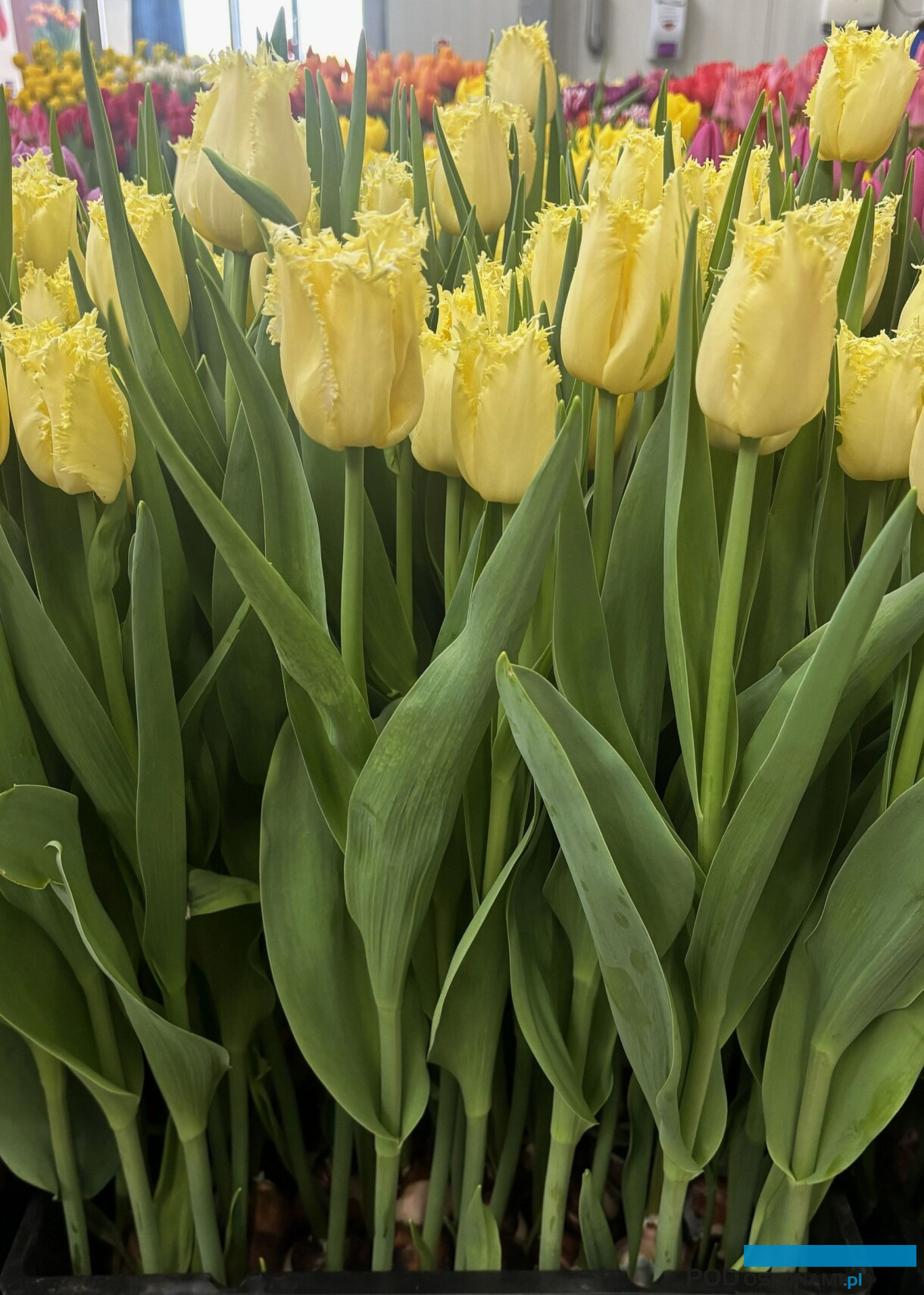 tulipanowe hity_Tulip Trade Event 2026