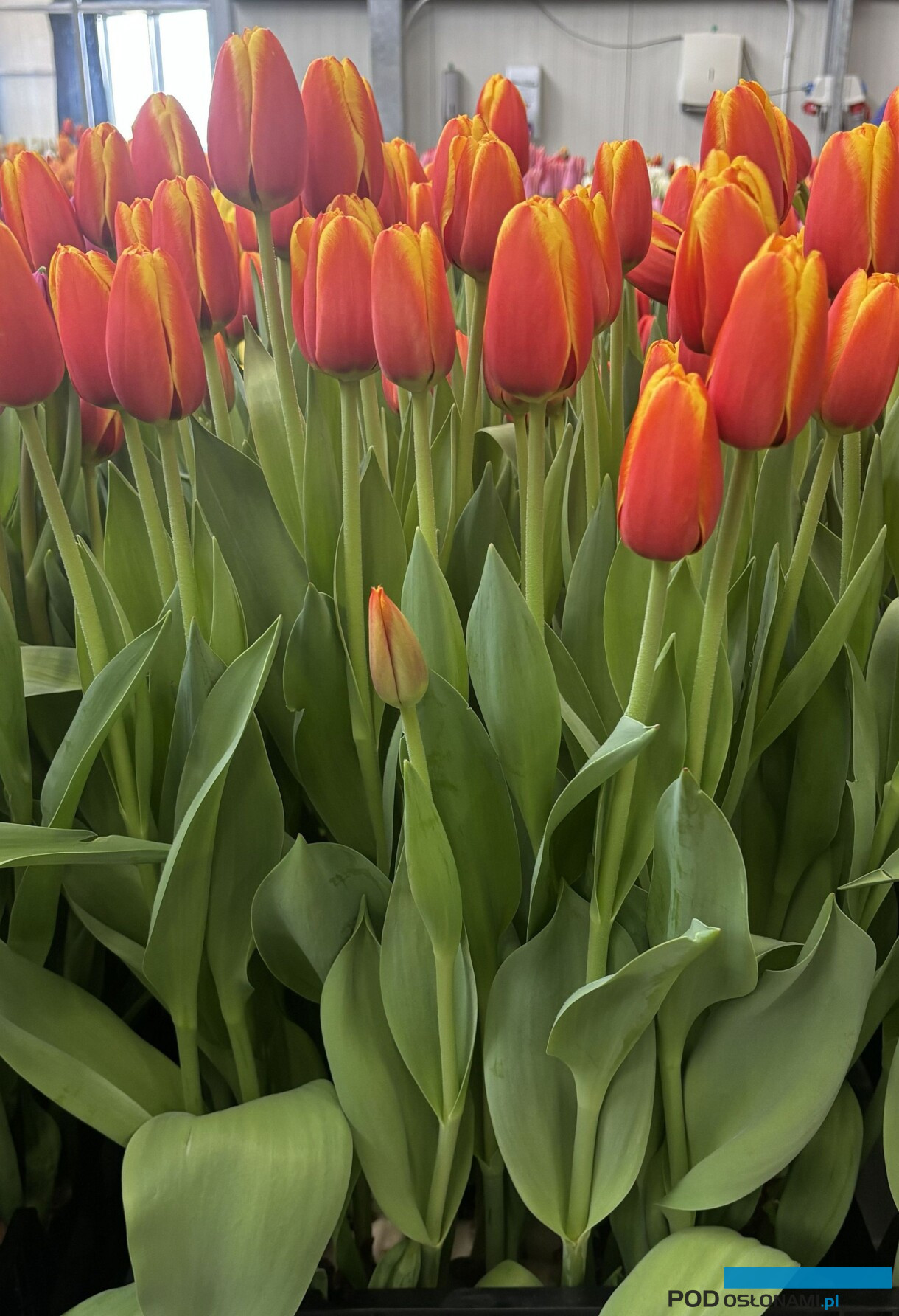 tulipanowe hity_Tulip Trade Event 2026