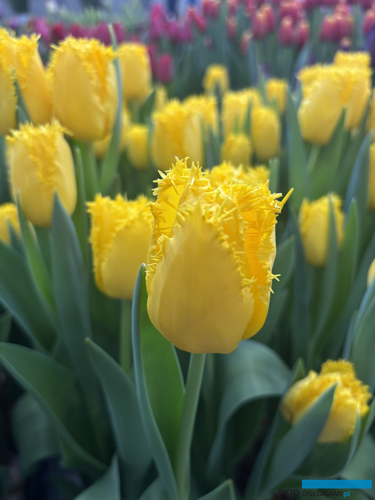 tulipanowe hity_Tulip Trade Event 2026