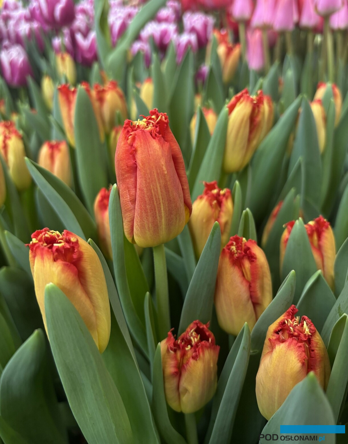 tulipanowe hity_Tulip Trade Event 2026