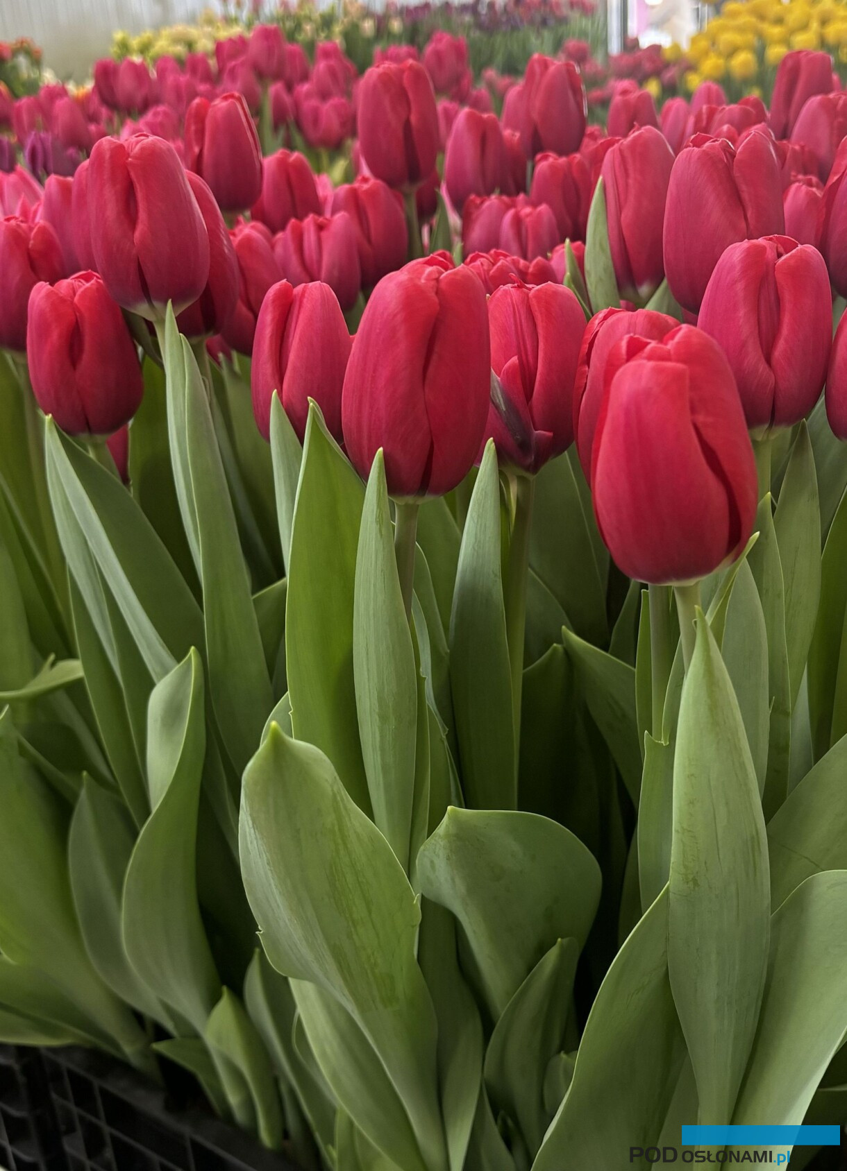 tulipanowe hity_Tulip Trade Event 2026