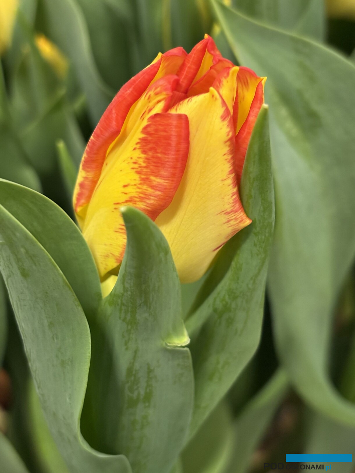 tulipanowe hity_Tulip Trade Event 2026