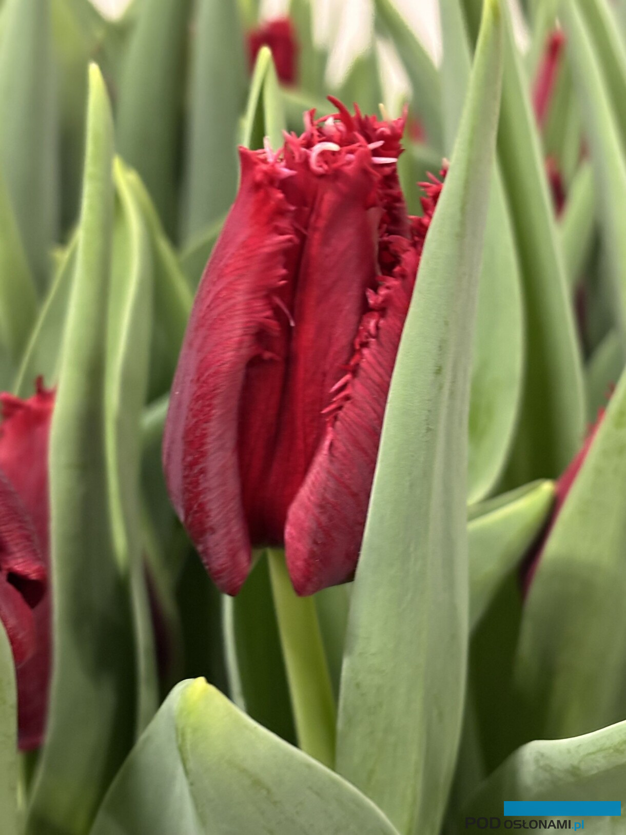 tulipanowe hity_Tulip Trade Event 2026