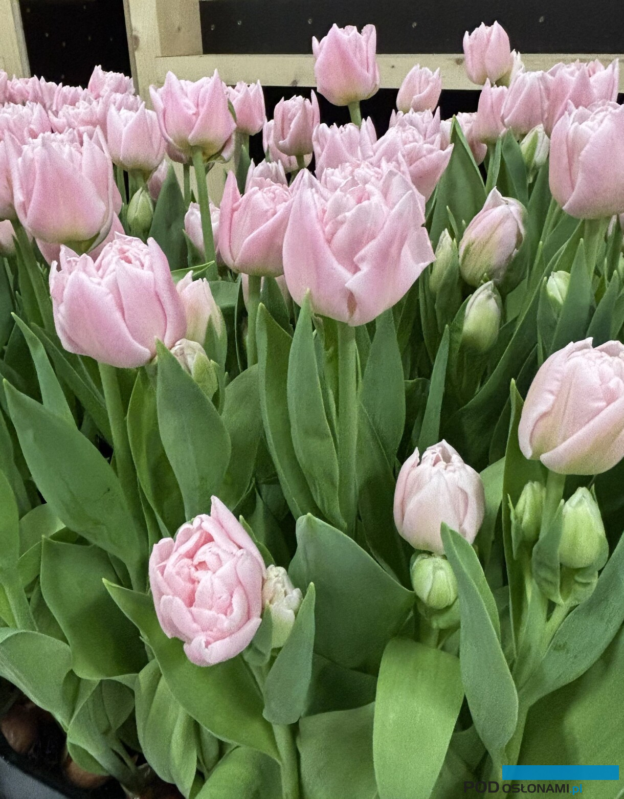 tulipanowe hity_Tulip Trade Event 2026