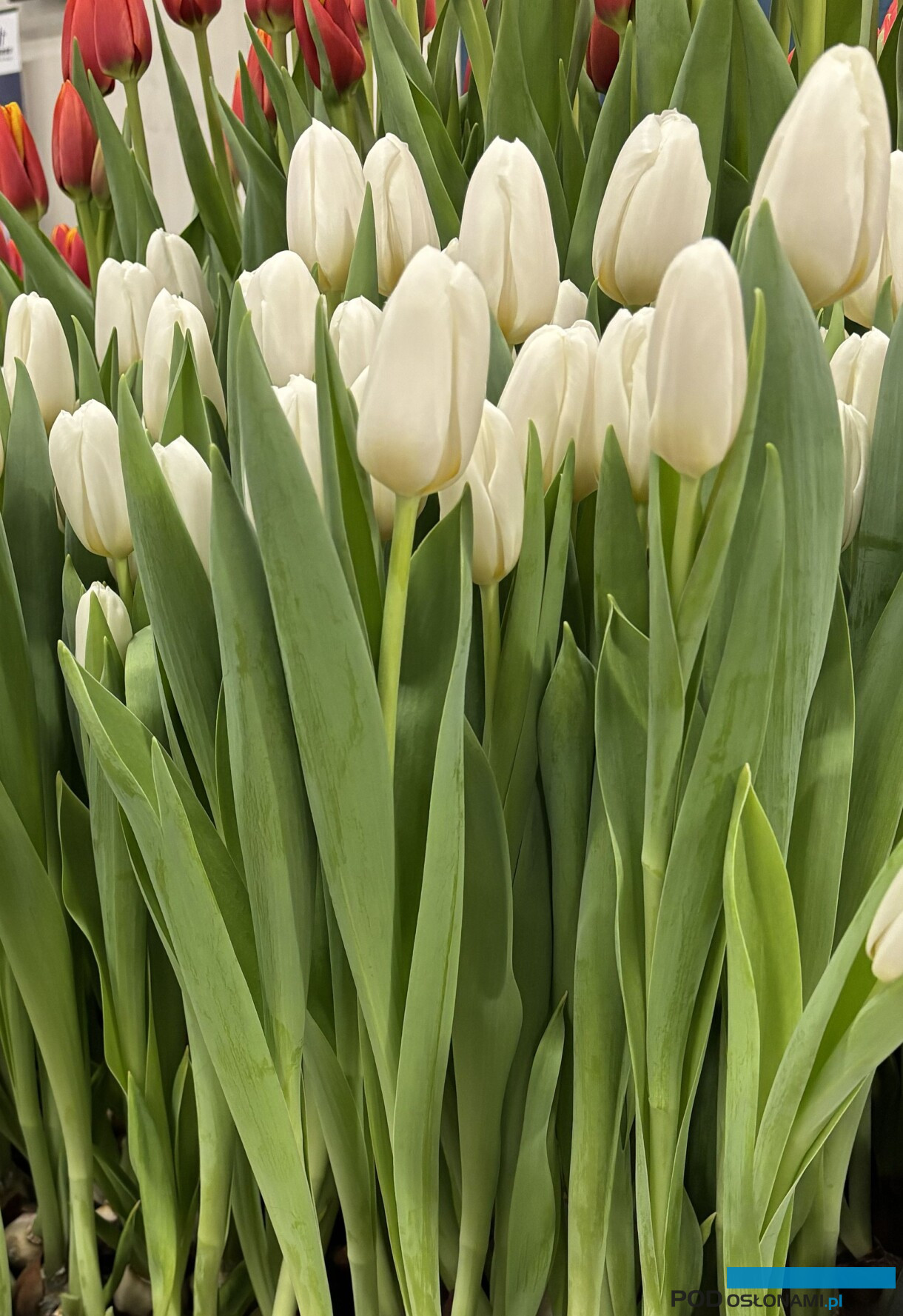 tulipanowe hity_Tulip Trade Event 2026
