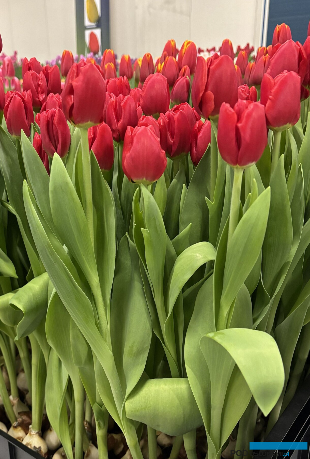 tulipanowe hity_Tulip Trade Event 2026