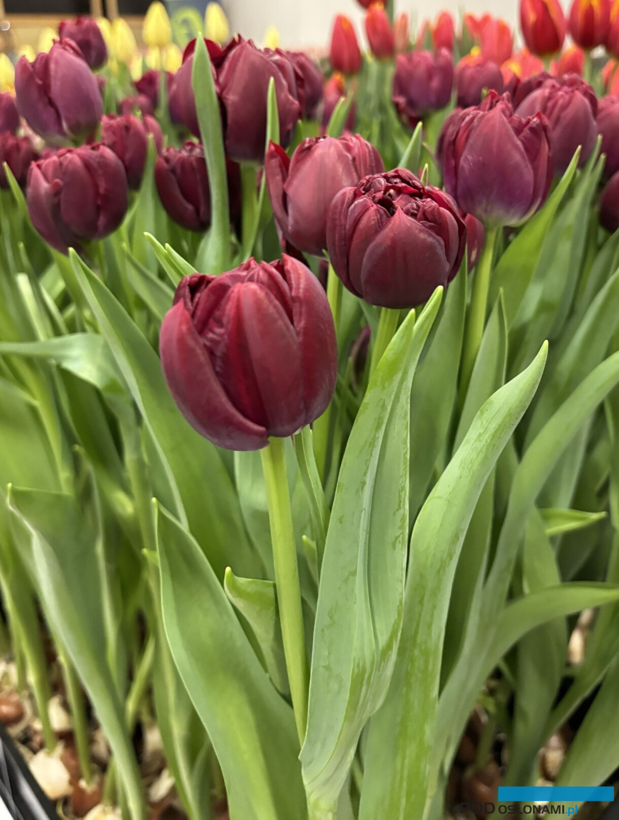 tulipanowe hity_Tulip Trade Event 2026