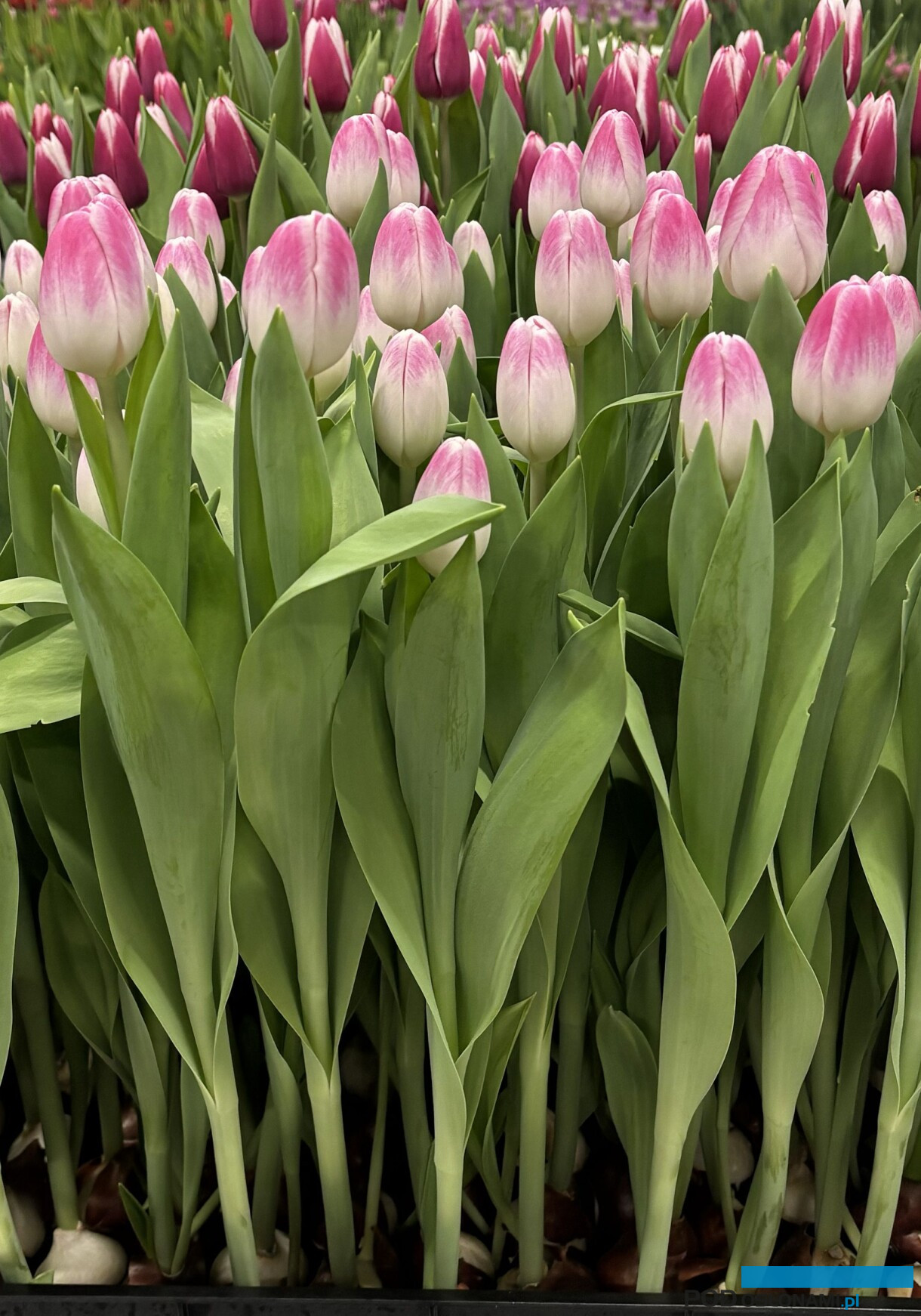 tulipanowe hity_Tulip Trade Event 2026