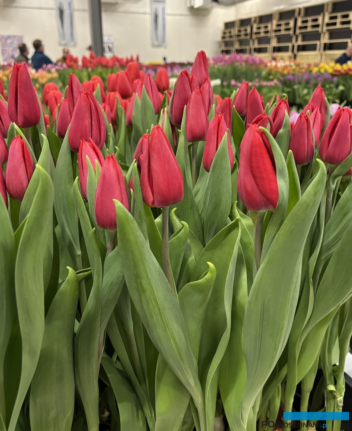 tulipanowe hity_Tulip Trade Event 2026