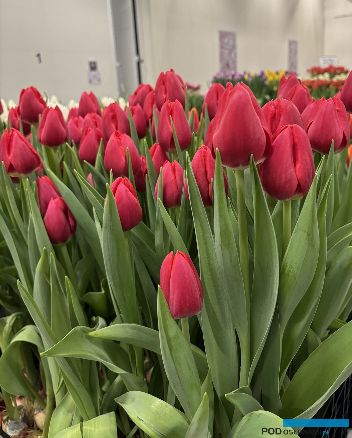 tulipanowe hity_Tulip Trade Event 2026