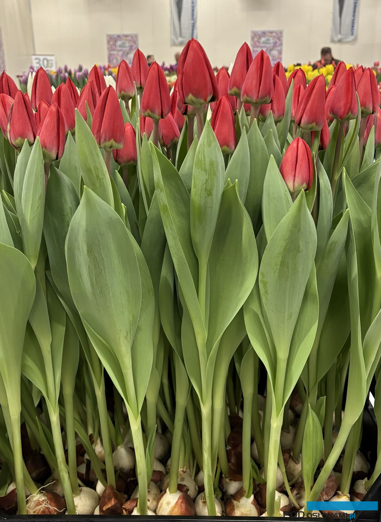tulipanowe hity_Tulip Trade Event 2026