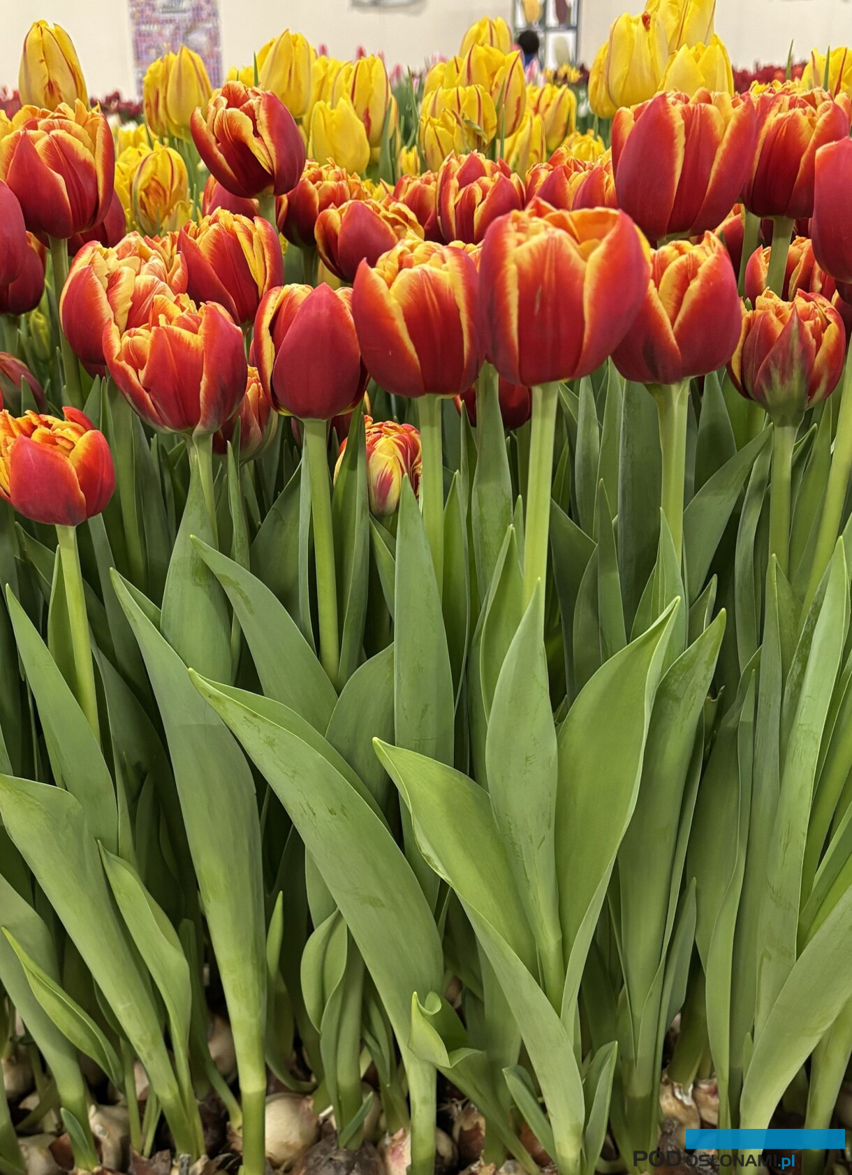 tulipanowe hity_Tulip Trade Event 2026