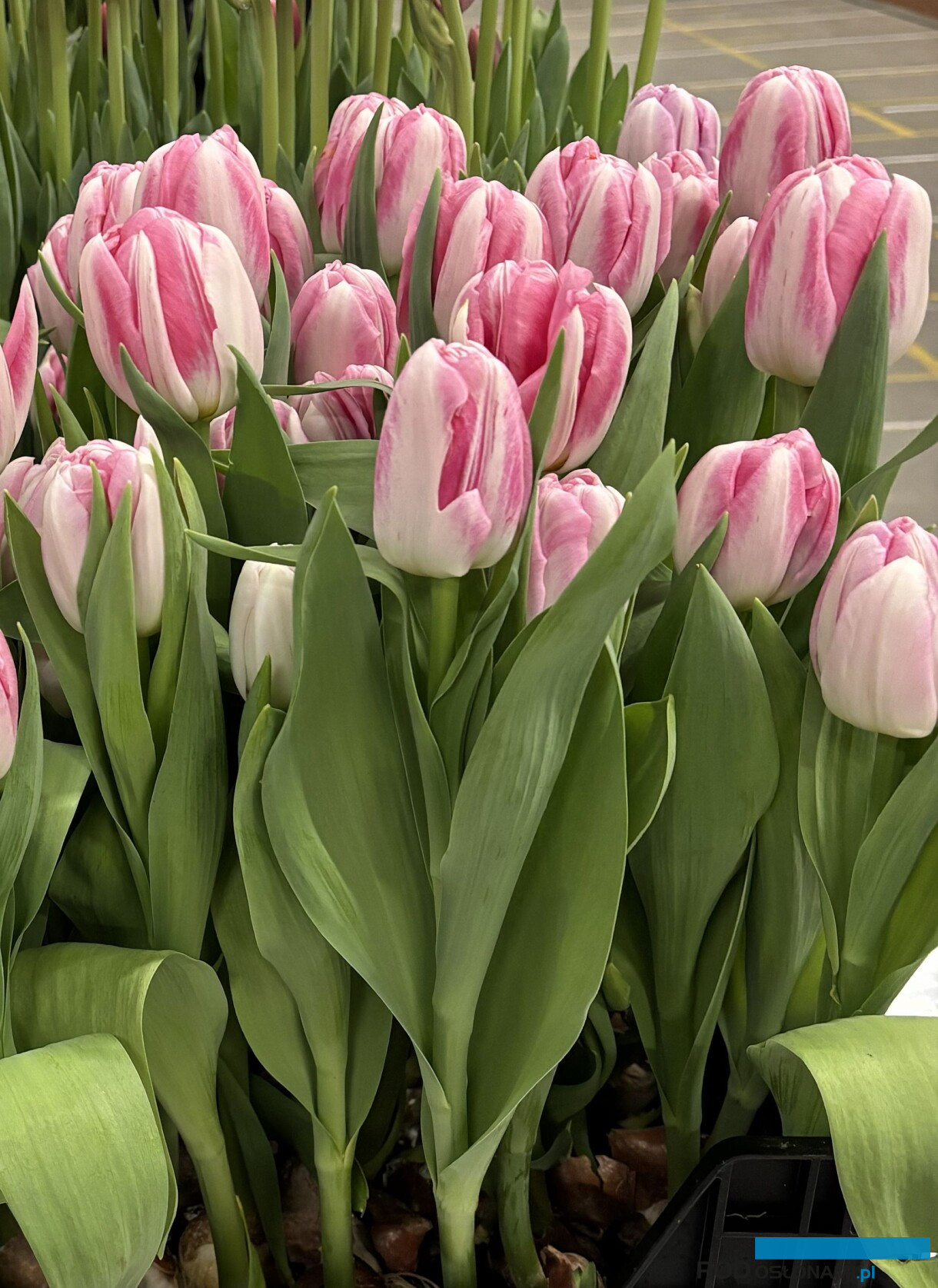 tulipanowe hity_Tulip Trade Event 2026