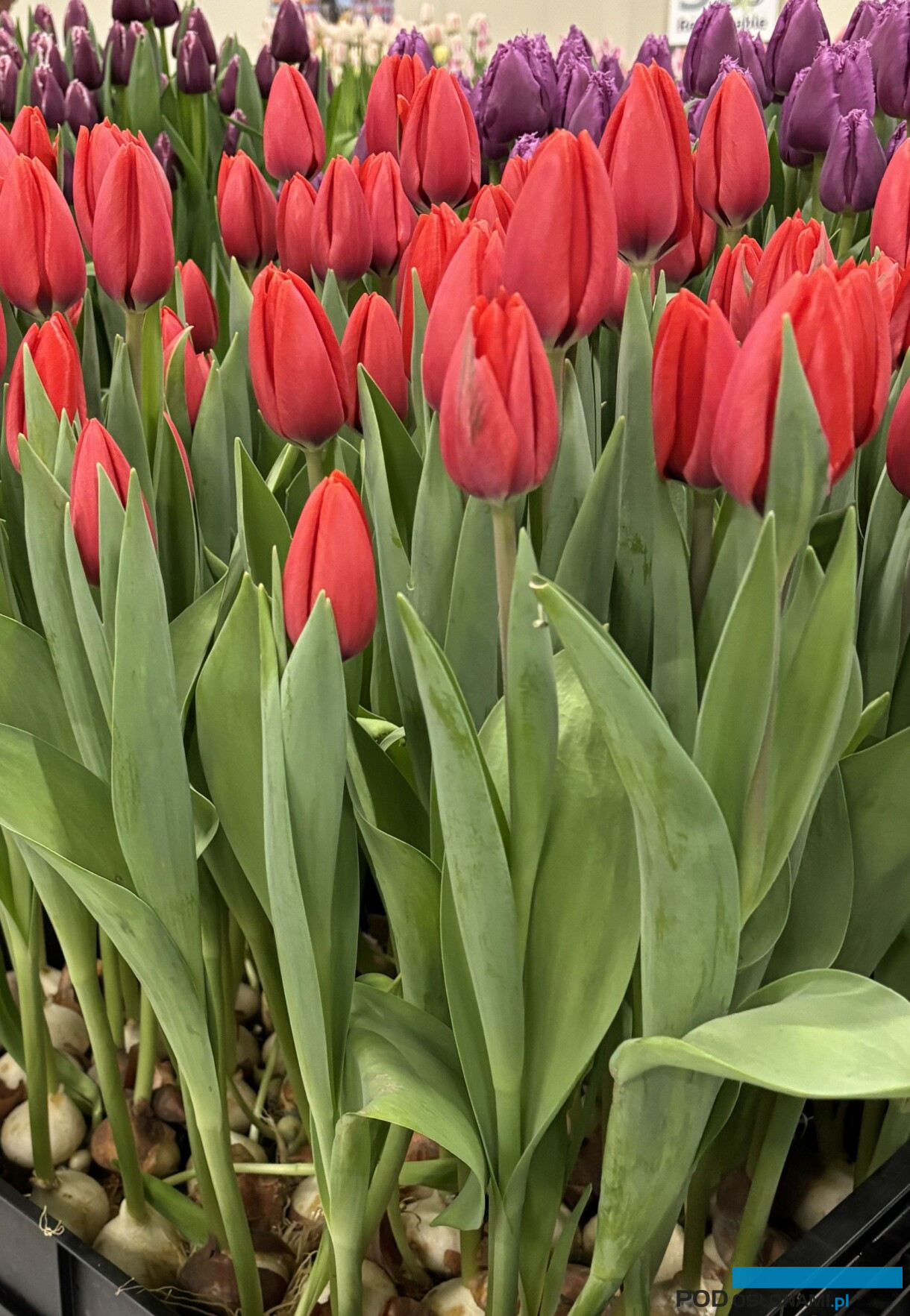 tulipanowe hity_Tulip Trade Event 2026