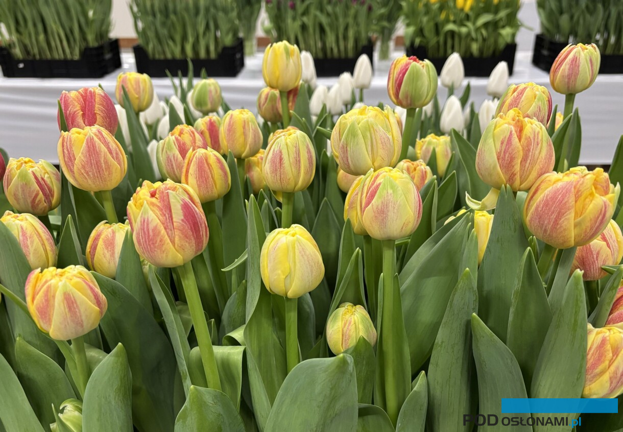 tulipanowe hity_Tulip Trade Event 2026