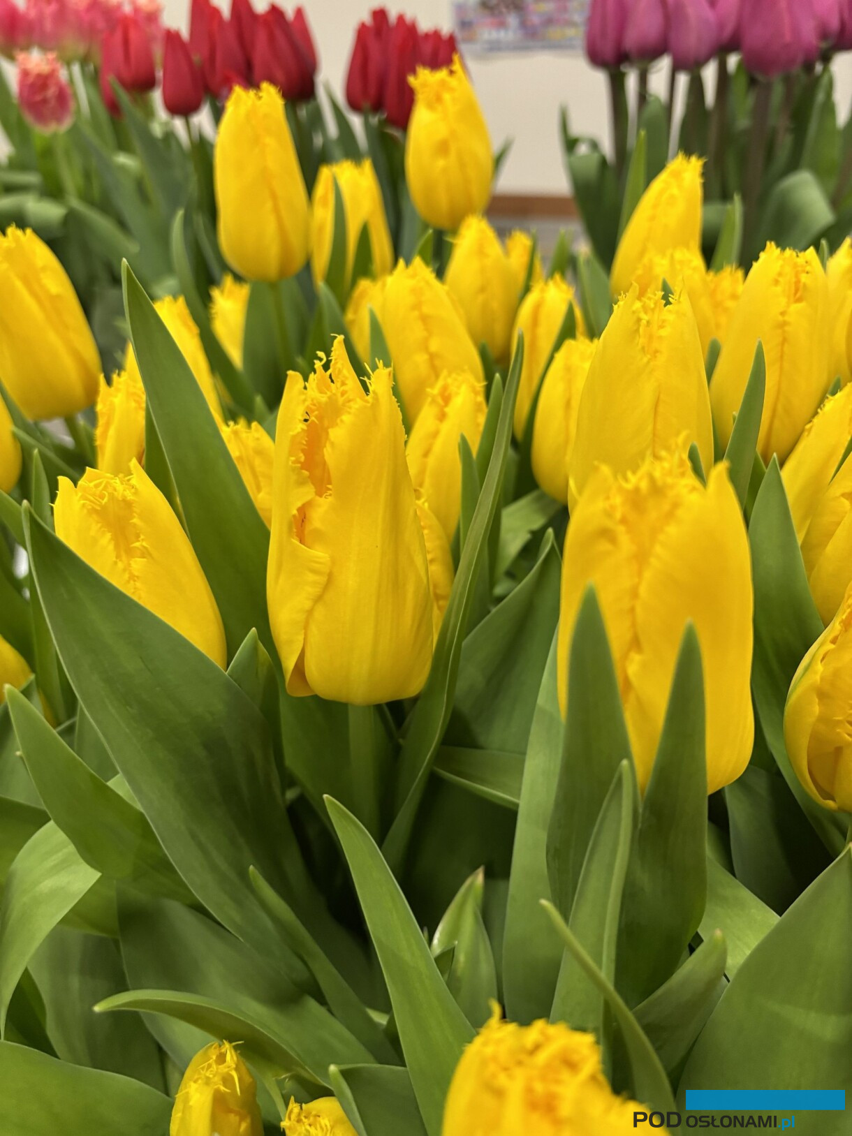 tulipanowe hity_Tulip Trade Event 2026