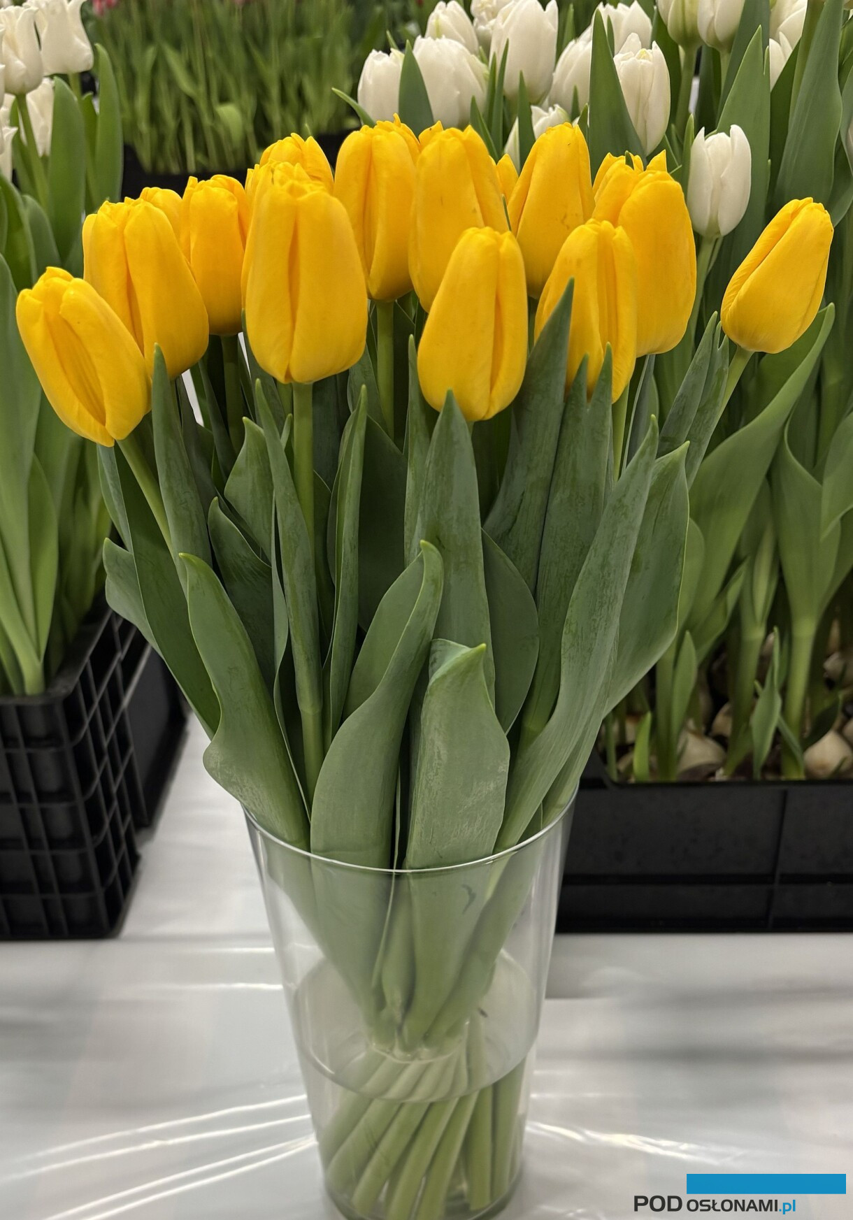 tulipanowe hity_Tulip Trade Event 2026
