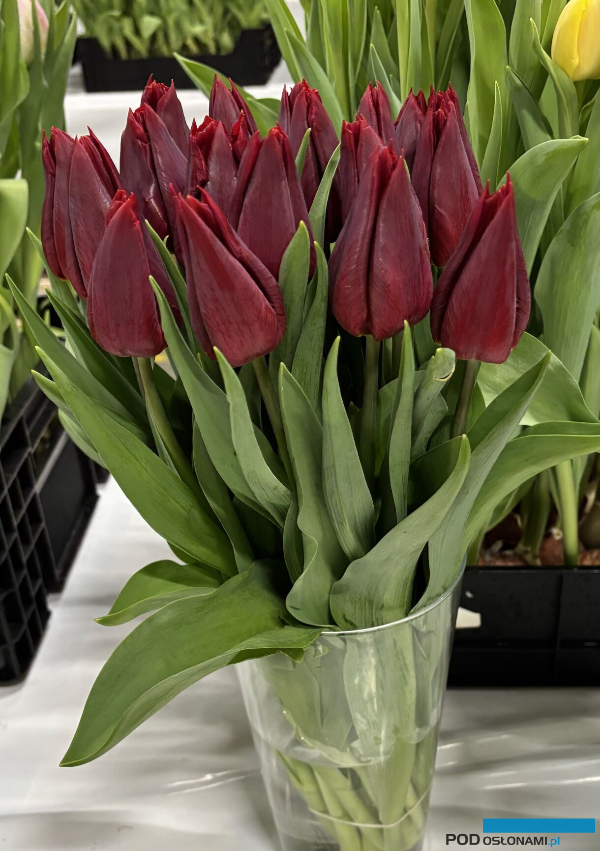 tulipanowe hity_Tulip Trade Event 2026