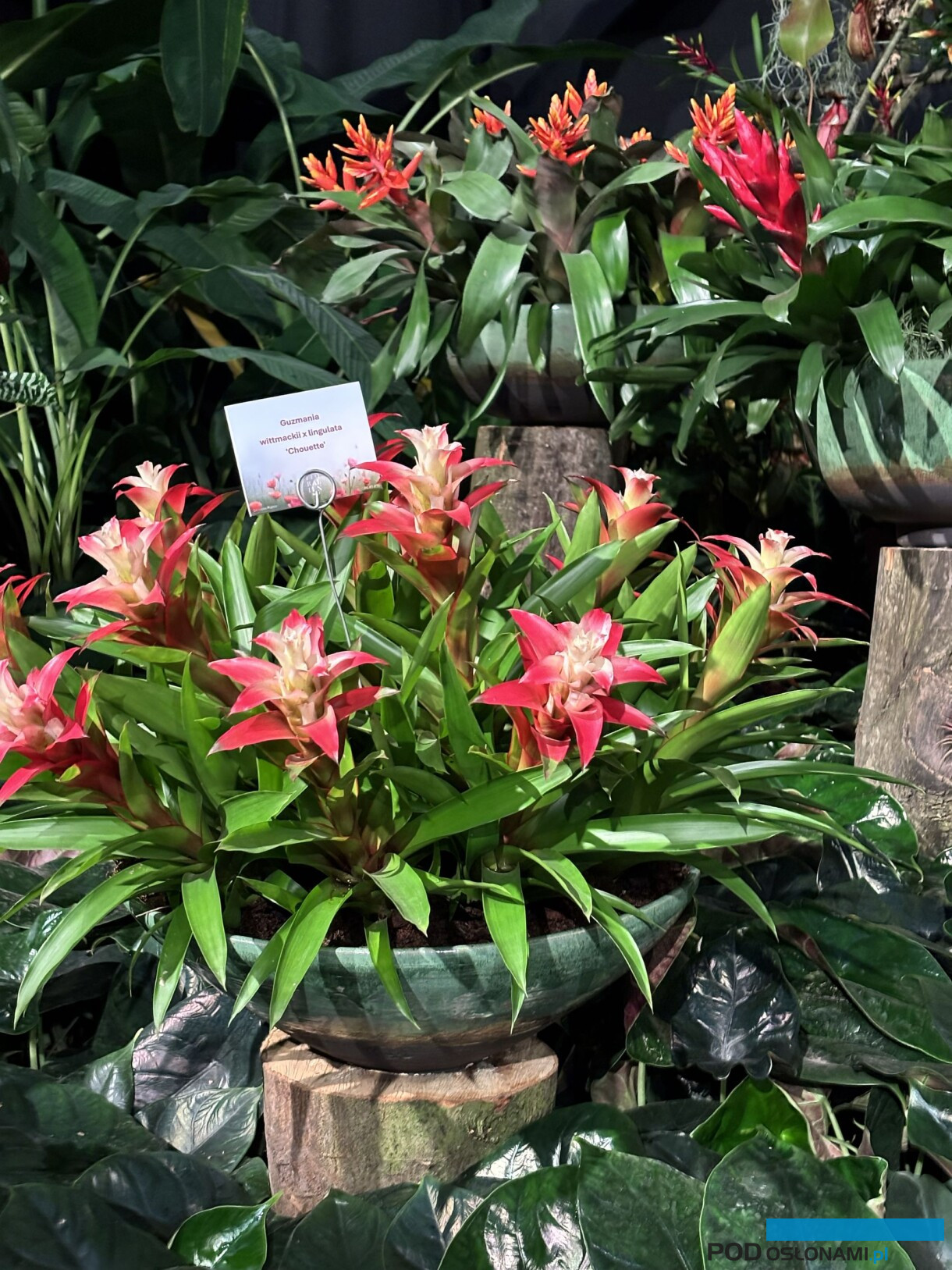 Floraliën Gent