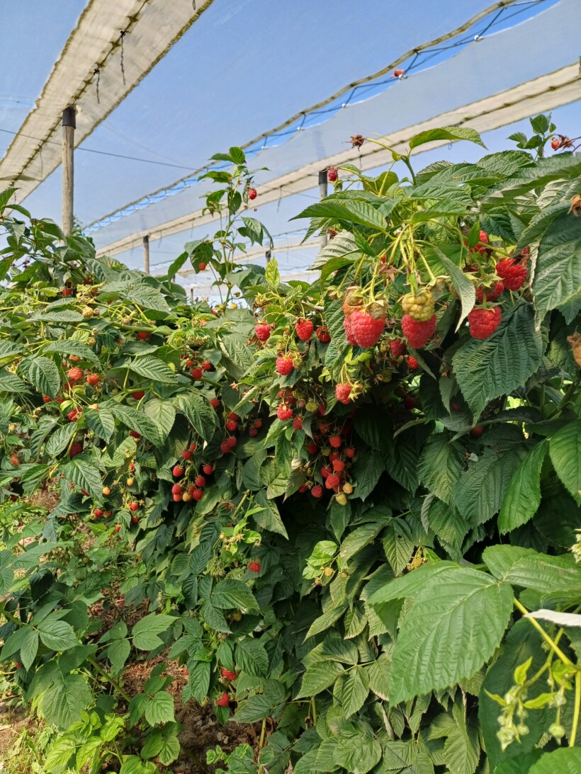 owocująca malina, malina pod daszkami