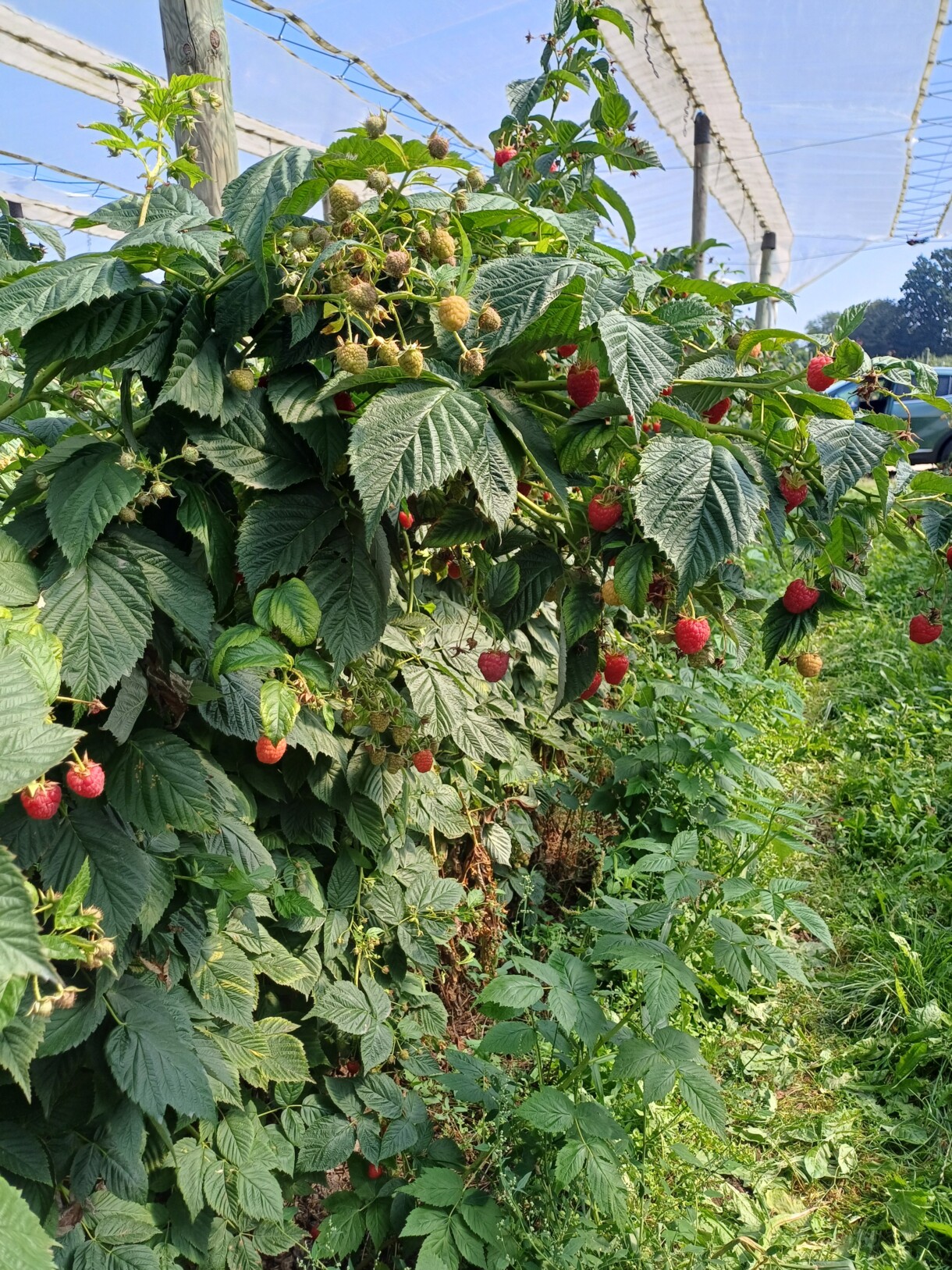Malina pod daszkami fot. A. Bober, owocująca malina, Agrosimex